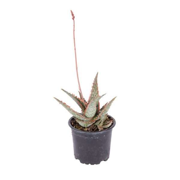 Aloe Fragilis