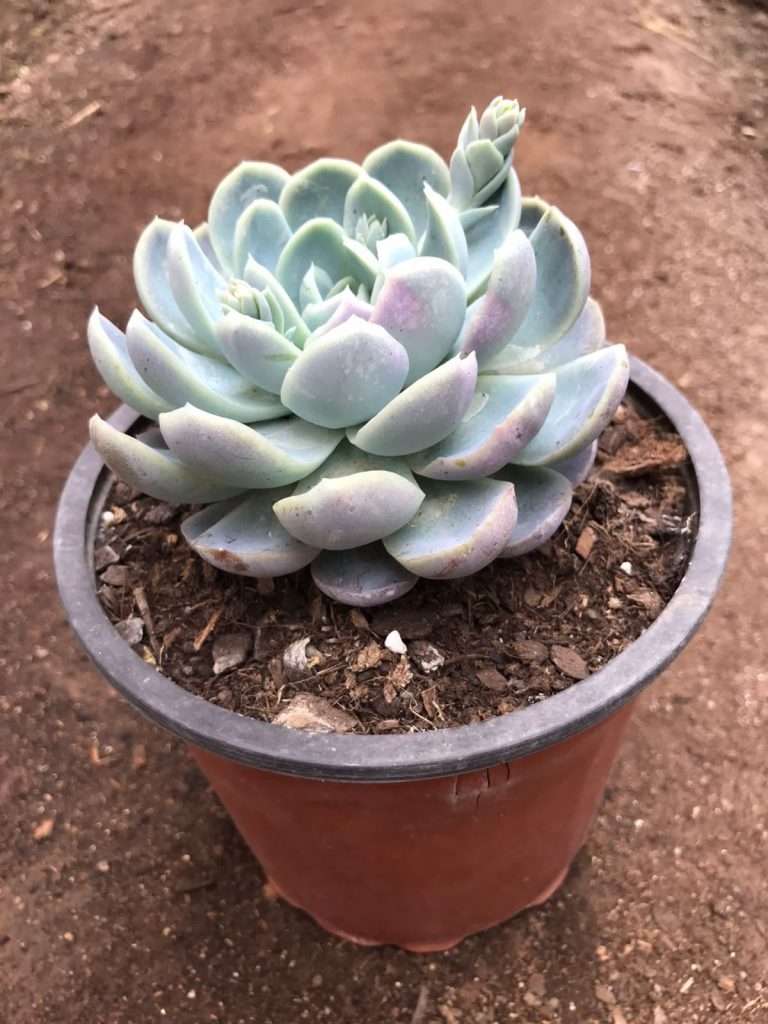Echeveria Elegans Giant | Vivero Vitaflor