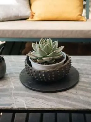 Echeveria Agavoides Lipstick | Vivero Vitaflor